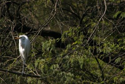 White Ibis on a tree, National Zoological Park, Delhi