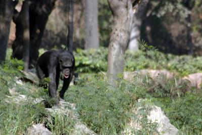 The Chimpanzee evolves, National Zoological Park, Delhi