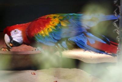 Scarlet macaw, National Zoological Park, Delhi