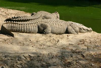Then there were reptiles..., National Zoological Park, Delhi