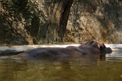 Hippo hides in the water, National Zoological Park, Delhi