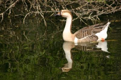 Duck, National Zoological Park, Delhi