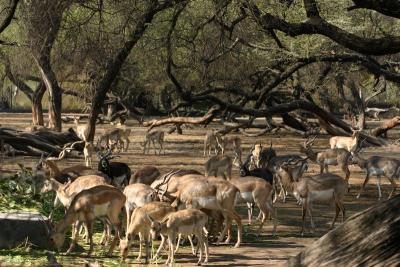 Antelope, National Zoological Park, Delhi