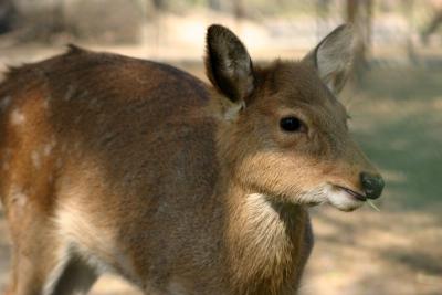 The Sikka deer from Japan, National Zoological Park, Delhi