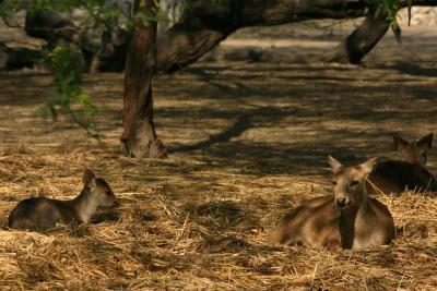 The hog deer, National Zoological Park, Delhi
