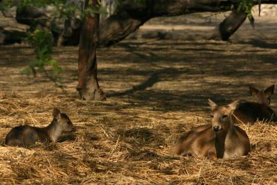 The hog deer, National Zoological Park, Delhi