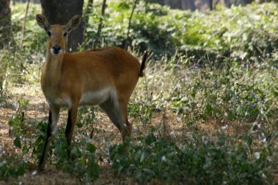 Barking Deer, National Zoological Park, Delhi