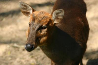 Barking Deer, National Zoological Park, Delhi