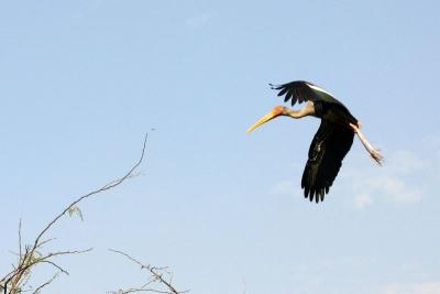 Painted Storks, National Zoological Park, Delhi