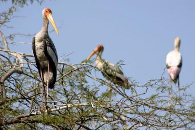 Painted Storks, National Zoological Park, Delhi