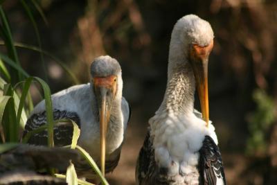 Painted Storks, National Zoological Park, Delhi