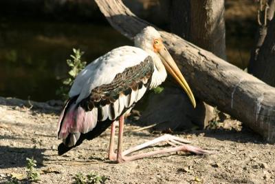 Painted Storks, National Zoological Park, Delhi