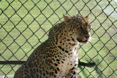 All afriaid of the Leopard, National Zoological Park, Delhi