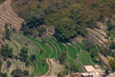 Farming in the hills, Timber Trail, Parwanoo, Himachal Pradesh