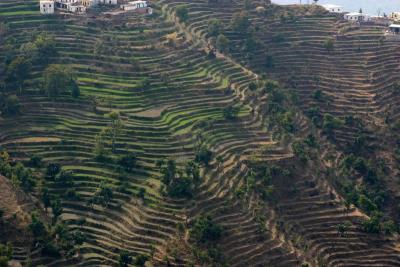 Step Farming, Timber Trail, Parwanoo, Himachal Pradesh