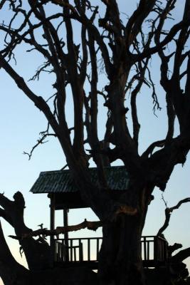 Tree house, Chail, Himachal Pradesh