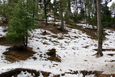 Snow covered slopes, Chail, Himachal Pradesh