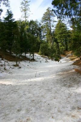 Slippery slopes, Chail, Himachal Pradesh