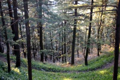 Green woods, Chail, Himachal Pradesh