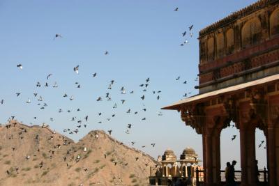 Birds have their fun, Amer Fort, Jaipur