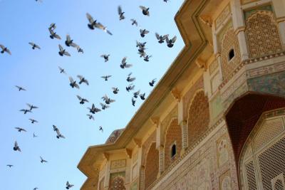 We watch as they fly, Amber Palace, Jaipur