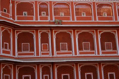 Lone monkey, City palace, Jaipur