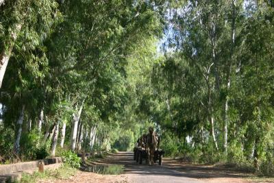 Watch out for the camel, Rajasthan