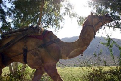 Camel, Rajasthan