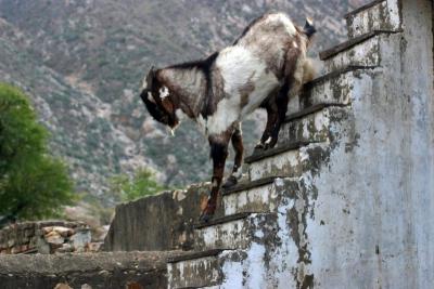 G is also for Goat, Rajasthan