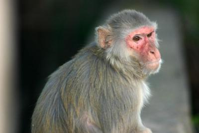 M is for Monkey, Sariska National Park, Rajasthan