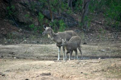 Deer with its young one, Sariska National Park, Rajasthan