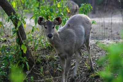 Deer, Sariska National Park, Rajasthan