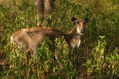 Thought it was camouflaged - Nilgai, Sariska National Park, Rajasthan