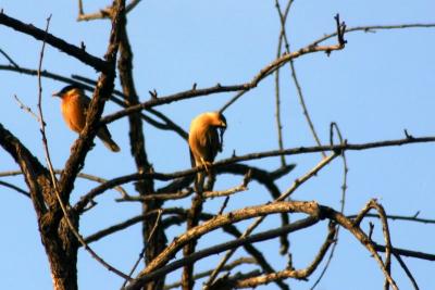 Brahminy Starling, Sariska National Park, Rajasthan