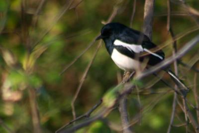 Oriental Magpie, Sariska National Park, Rajasthan
