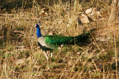 Peacock Paradise, Sariska National Park, Rajasthan