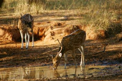 Bambi, Sariska National Park, Rajasthan