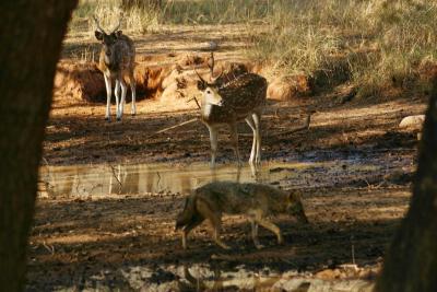 Wary Bambi with the Jackal, Sariska National Park, Rajasthan