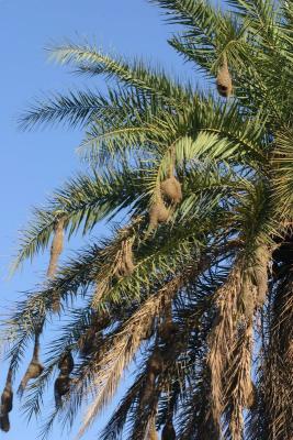 Weaver nests on a palm, Sariska National Park, Rajasthan