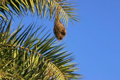 Close up of the weaver nest, Sariska National Park, Rajasthan