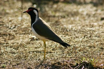 W is for Wattled Lapwing, Sariska National Park, Rajasthan