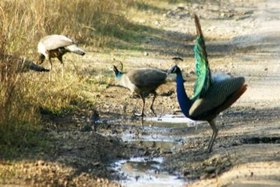 Peacok dance, Sariska National Park, Rajasthan