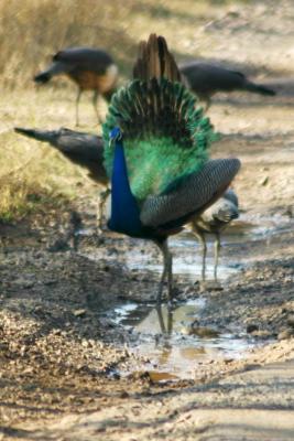 The Peacock dance, Sariska National Park, Rajasthan