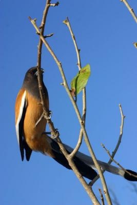 Rufous Treepie, Sariska National Park, Rajasthan