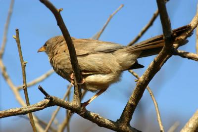 Jungle Babbler, Sariska National Park, Rajasthan