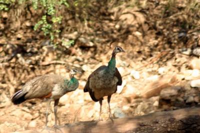 Peahens, Sariska National Park, Rajasthan