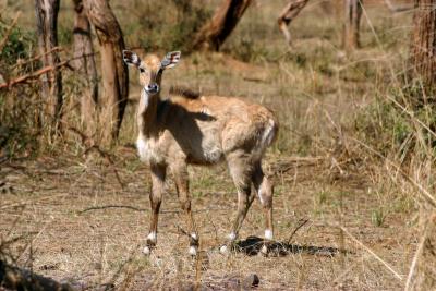 Deer, Sariska National Park, Rajasthan