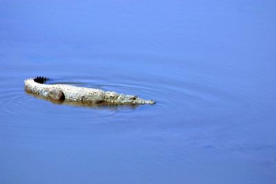 Crocodile in the blue waters, Sariska National Park, Rajasthan