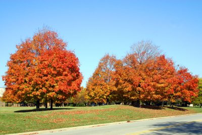 Lincolnshire, IL - Fall colors 2007