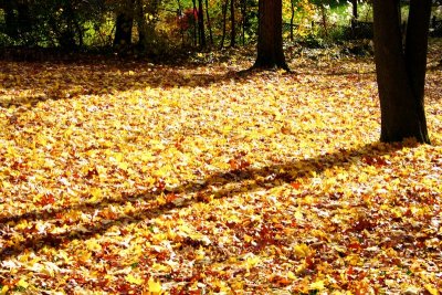 Pennsylvania - Sun and leaves, Fall Colors